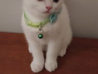 Safkan British Shorthair yavru