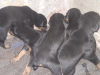 25 günlük doberman köpekleri