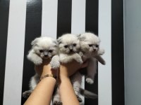 Scottish fold blue point ve gri yavrular