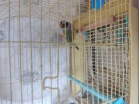 Gualdian finch