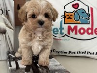 Ruhsatlı Çiftlikde Ziyarete Açık Tea Cup Kore Maltipoo