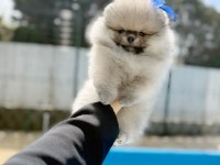 Pomeranian kalitesinin ve farkının farkında olan yavrular