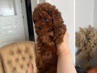 Minyatür kore toy poodle köpekler