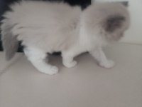 British longhair ve exotic shorthair