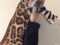 DİAMOND BENGAL KITTENS OZY