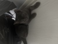Yavru 4 Aylık british shorthair ücretsiz