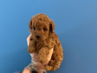 ORJİNAL TOY POODLE BEBEKLERİMİZ