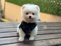 Yavru Pomeranian Boo Köpekler