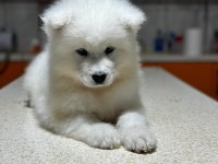 Samoyed yavruları