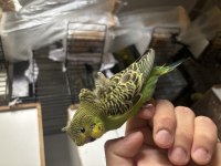 Japones Muhabbet Kuşu