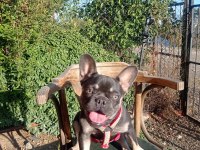 Erkek Blue And Tan İsabella Carrier French Bulldog Yavrular
