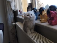 A kalite pamuk british longhair kız