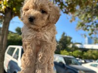 Maltipoo yavrum 55 günlük köpekler