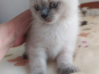 1.5 aylik safkan scottish fold blue point yavrularimiz