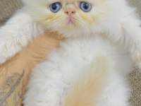 Ciddi alıcılar lütfen persian
