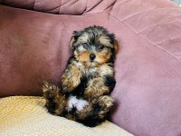 Emsalsiz yorkshire terrier bebek