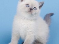 BRİTİSH SHORTHAİR BLUE POİNT YAVRULARIM 