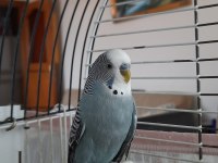 Ele alışık muhabbet kuşları