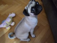 Eğitimli ve akıllı pug