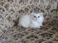 Son kalan a kalite dişi british longhair