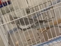 Yavru Sultan Papağanı Eğitime Hazır