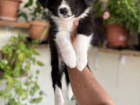 Border Collie yavrular