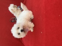 MALTESE TERRİER
