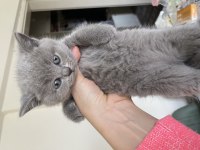 Yavru 3 adet sağlıklı british shorthair