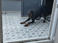 Dişi doberman 9 aylık