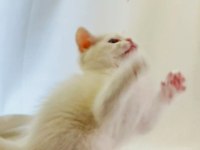 Farklı Gözlere Sahip Beyaz British Shorthair