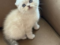 Show Kalite Maviş Lynxpoınt Scptısh Fold 