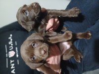 Labrador Chocolate İzmir