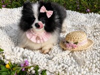 Özel Görünümlü Black Ve White Pomeranian Boo Yavrusu