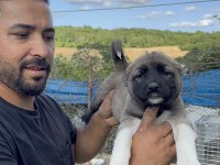 Aslan Lina kangal yavruları