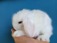 Hollanda Teddy Lop Tavşan Yavruları
