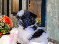 BÜYÜMEYEN BOY MİNYATÜR TEACUP MORKİE BEBEK