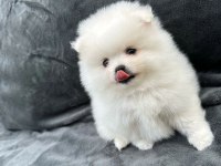 Türkiyenin En Güzel Kar Beyaz Pomeranian Bebekler