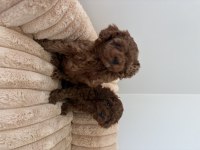 2 aylık dişi erkek poodle yavrular