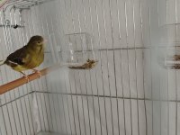 Harz roller erkek kanarya