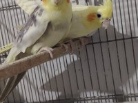 4 takım sultan papağanı