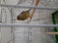 ERKEK ÖTÜMÜ GÜZEL SAĞLIKLI KANARYA