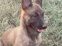 Şecereli Belçika Malinois Yavruları