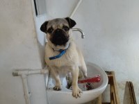 Pug 8 aylık dişi