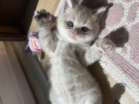 British shorthair sütlü kahve