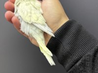 ELE KOLA ALIŞTIRMALIK ÜST DÜZEY ERKEK ŞHOW JUMBO MUHABBET