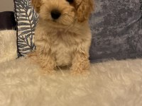 Diş F1 Maltipoo yavru