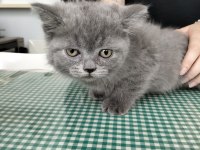 British shorthair yavrularımız ırk sağlık garantili