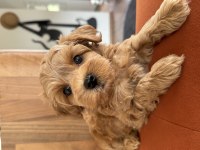 Kore kan maltipoo teacup bebeklerim