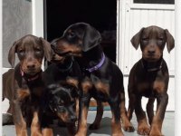 Safkan Üst Kalite Kızıl Ve Siyah Dobermanlar