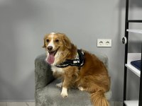 Ücretsiz Sahiplendiriyorum Köpeğimi